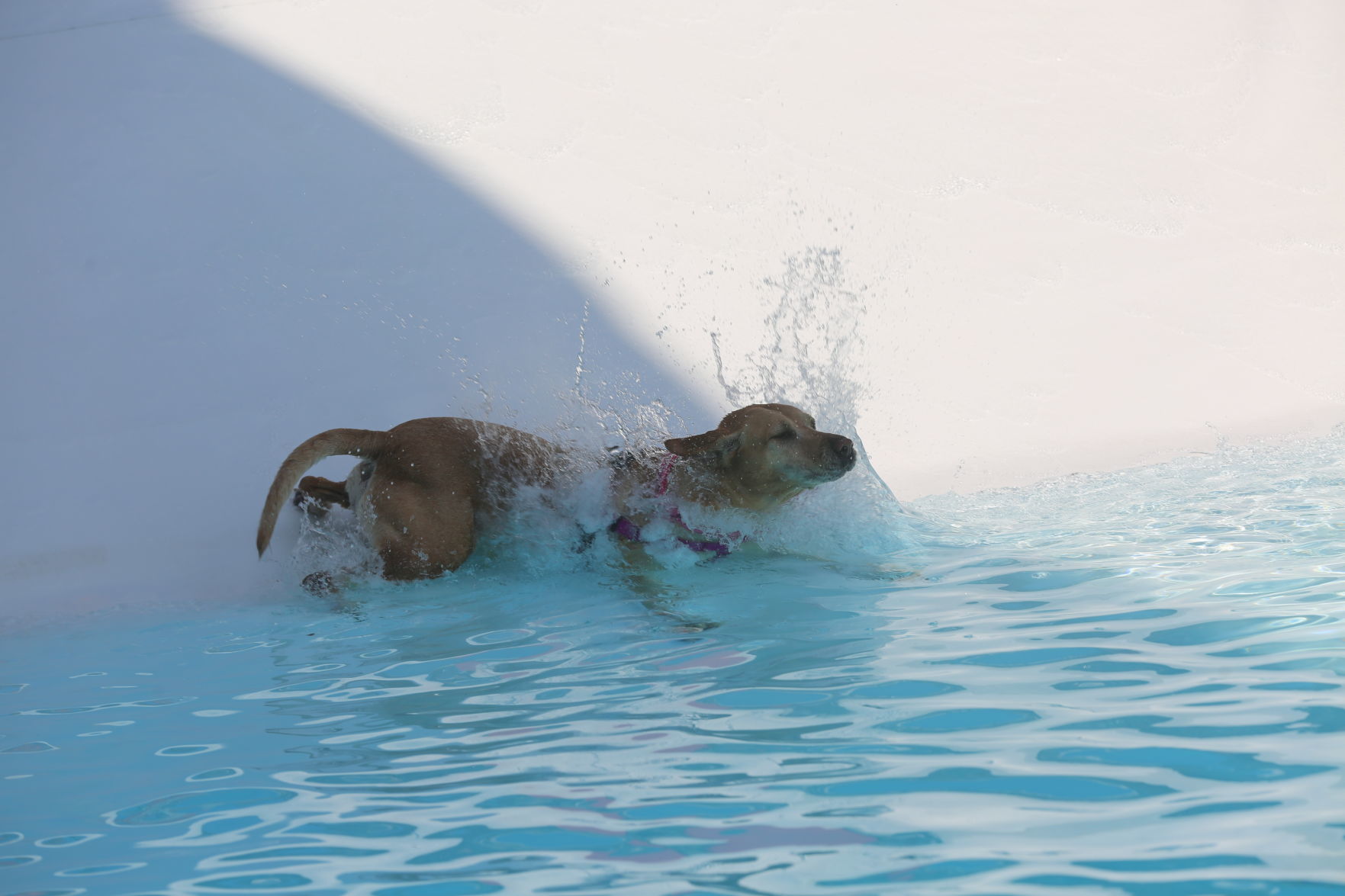 090919_gal_WWdogs (13)